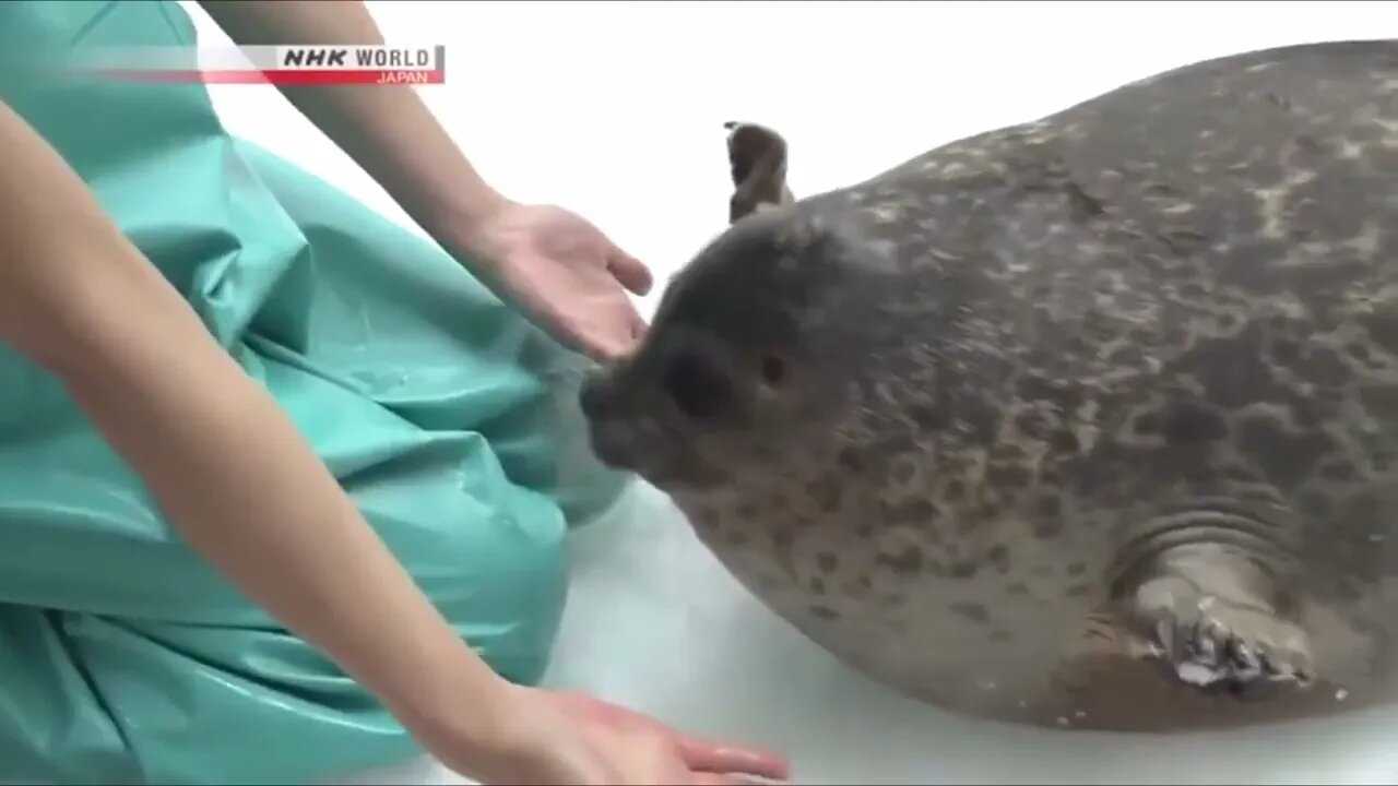 Seals are derpy, chonky and squishy
