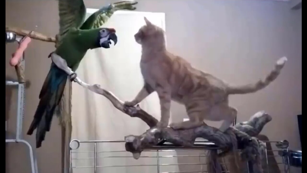 Funny Parrots Annoying Cats Compilation 2021