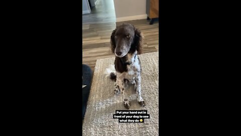 Dog has precious reaction when owner places hand in front of his face
