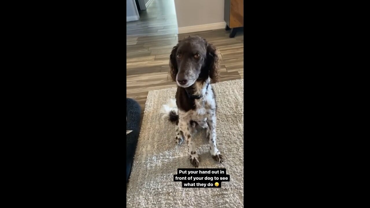 Dog has precious reaction when owner places hand in front of his face