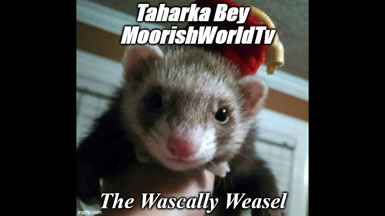 Wascally Weasel Taharka Bey BYTCH Slapped By Tarq Nasheed ! #MoorishWorldTv