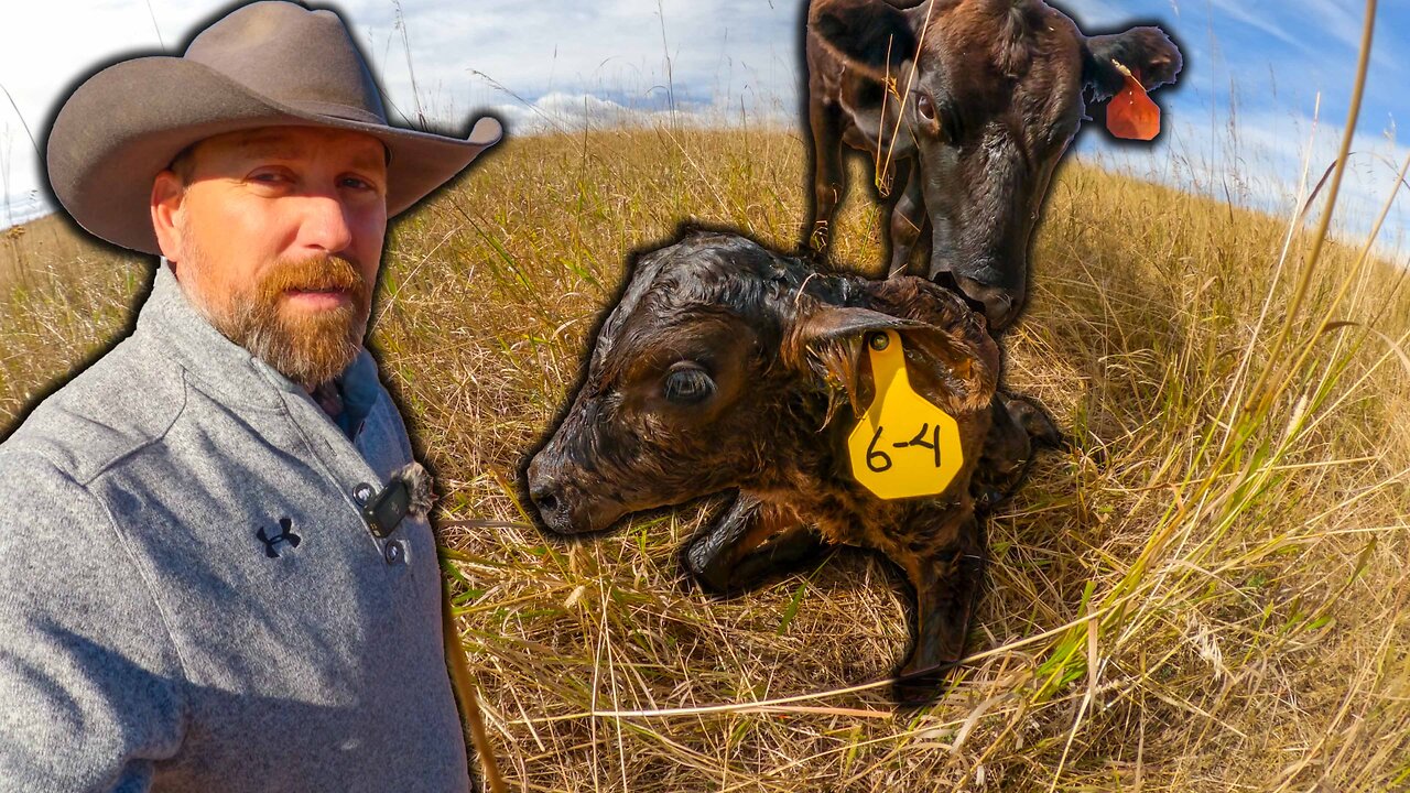 Inside a REAL Wagyu Cattle Ranch in Wyoming ( EXCLUSIVE! )