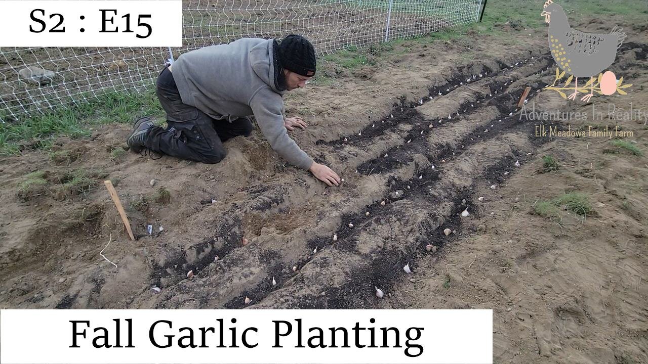 Fall Garlic Planting