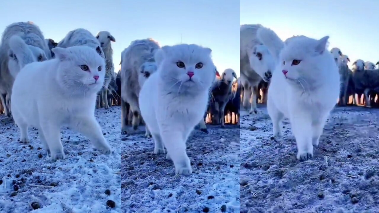 Cute cat 🐱!! Cute cate with cute animals