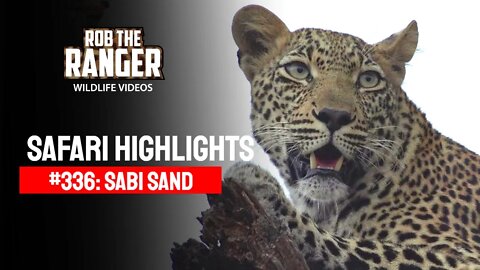 Safari Highlights #336: 11 - 14 April 2015 | Sabi Sand Nature Reserve | Latest Wildlife Sightings