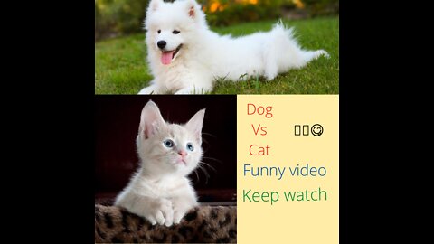 Funniest Dog And Cat Vine 🐈😺-Best Funny Compilation Of The 2022🤣