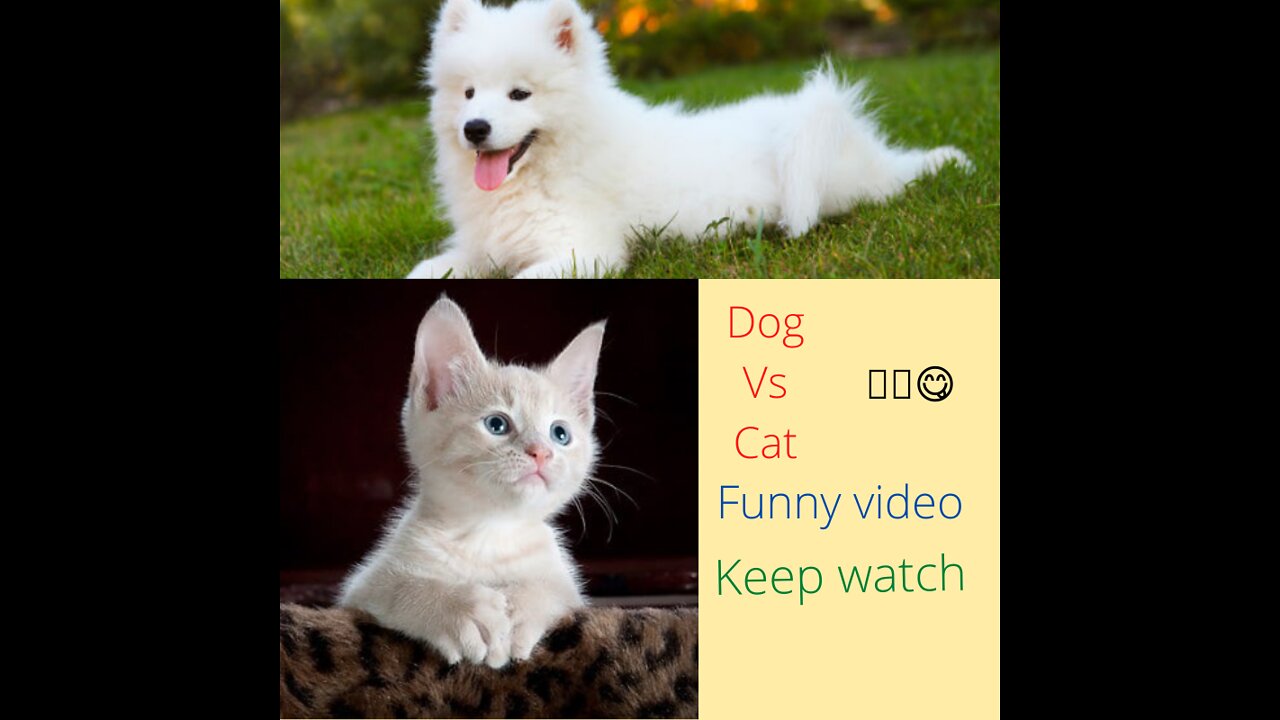Funniest Dog And Cat Vine 🐈😺-Best Funny Compilation Of The 2022🤣