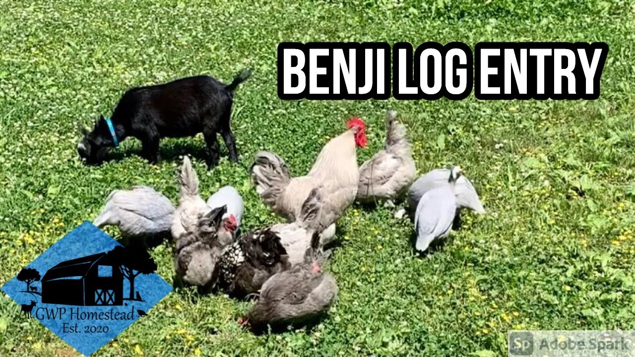 Benji the Goat – Log Entry 6/6/2021 #shorts