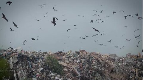 Mollie Engelhart - How to Stop Food Waste