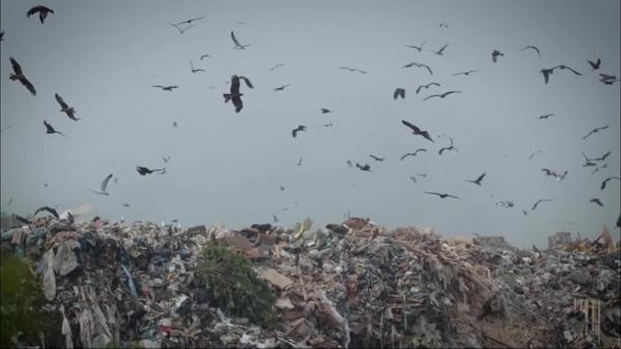 Mollie Engelhart - How to Stop Food Waste