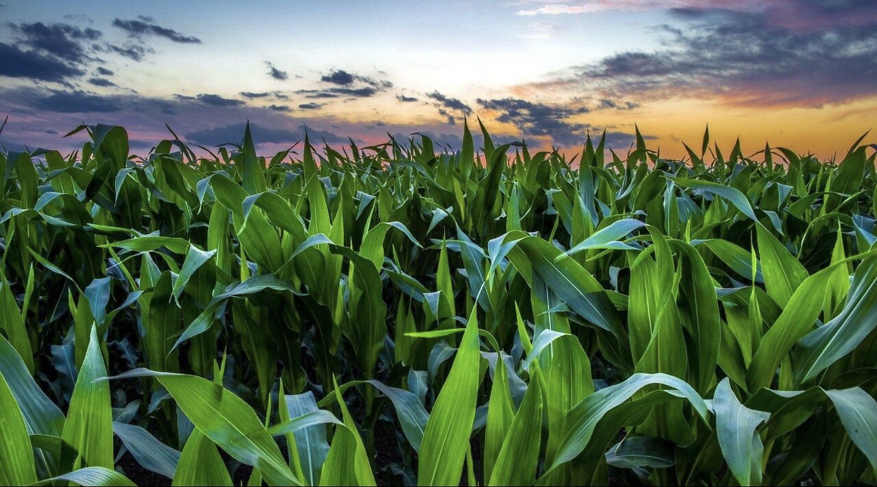 Shuckin The Corn