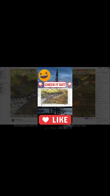 Shorts Alligator Loki Twitch Superstar