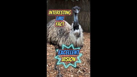 Interesting Emu Fact | Excellent Vision #emu #australia #birds #birdphotography #wildlife