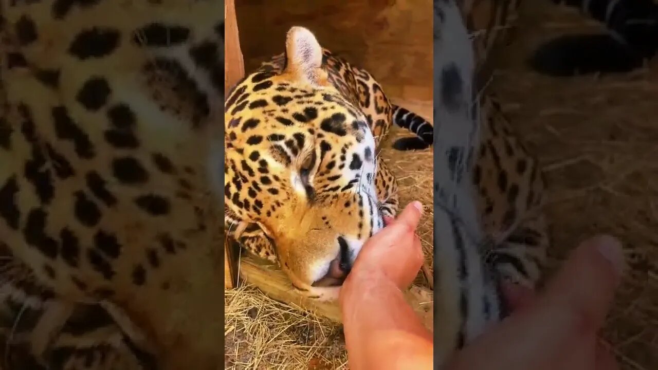 Predators