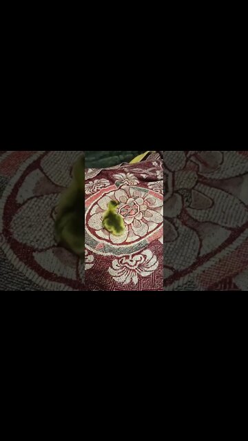 The Goose had a Gosling. I had to take it because it was wandering around the paddock