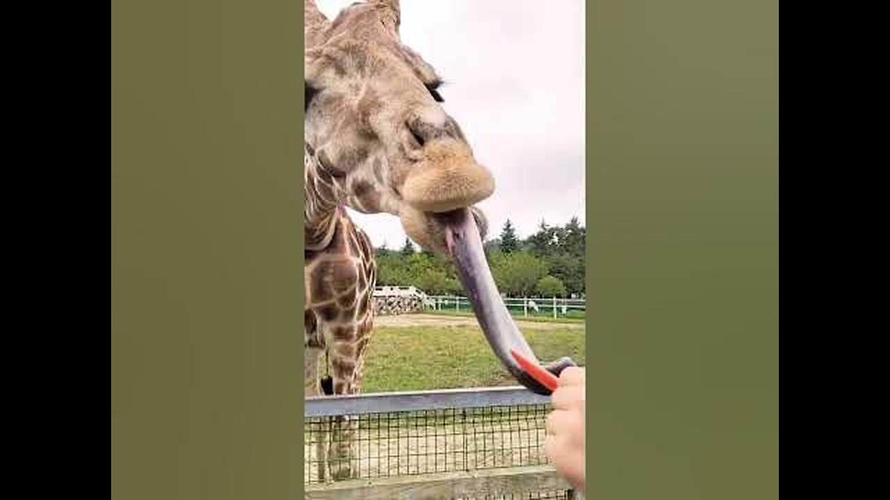 Funny Animals | Try not to Laugh | Do you have?