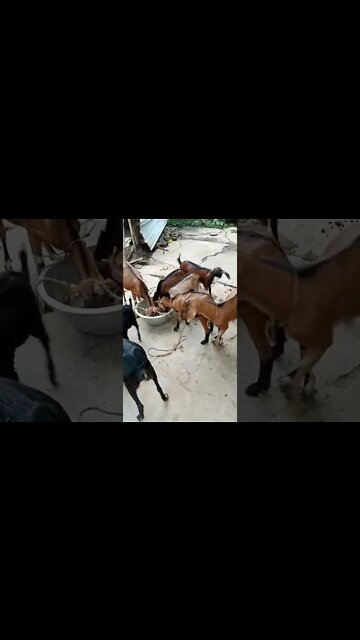 groups goat eating
