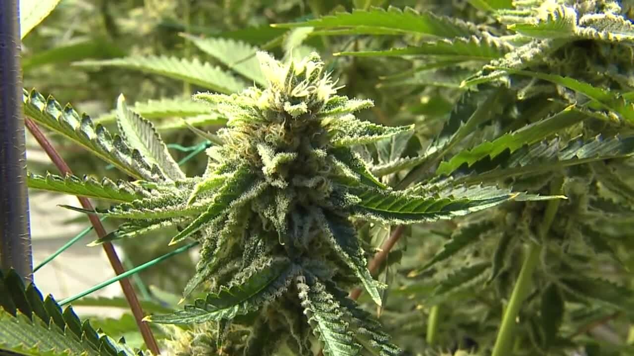 Detroit dispensary receives the city's first recreational marijuana license