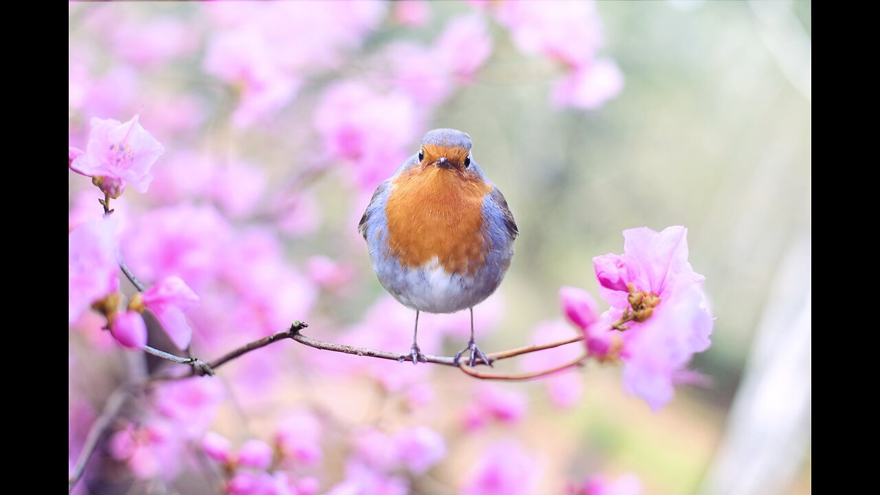 lovely, beautiful, cute and stunning birds!