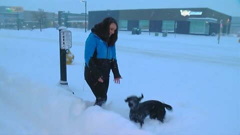 Snow has dumped in Commerce City, but the pups don't seem to mind