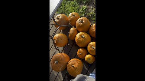 How much dose my pumpkin weigh?