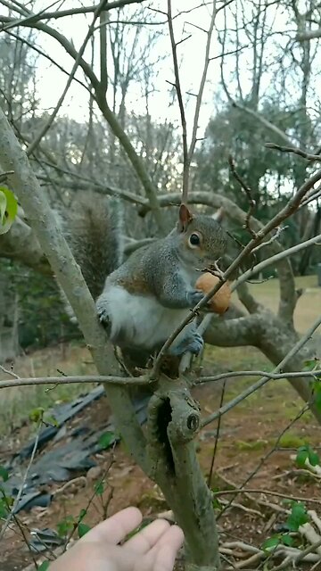 My hardworking Mika The Squirrel 🐿️❤️