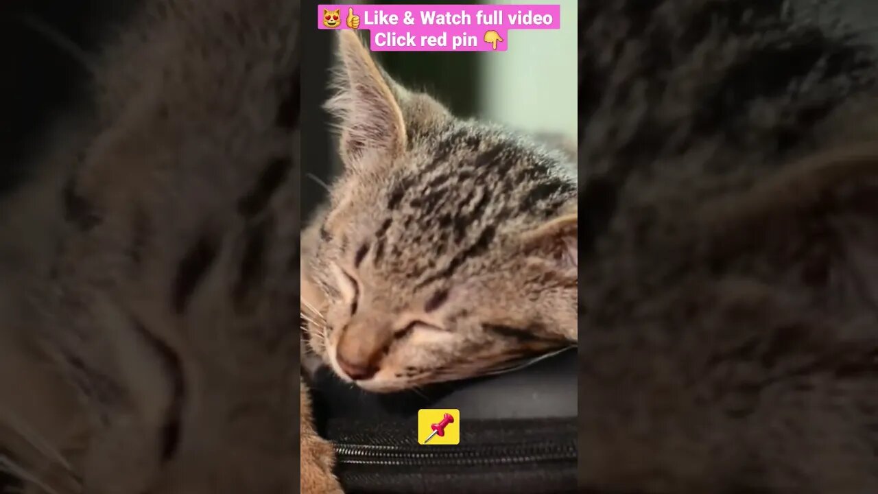 CUTE AND FUNNY CAT COMPILATION OF 2022 PART 5 😻💤😴