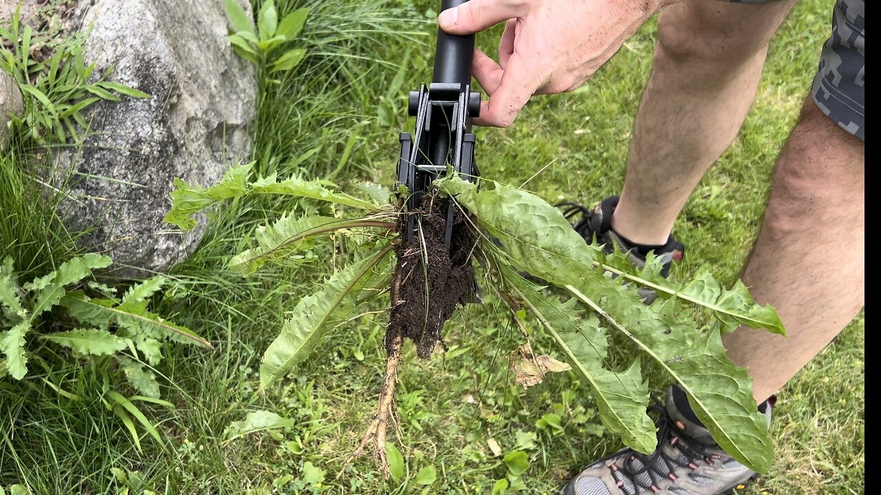 Stand Up Weed Puller Tool 43" Long Ergonomic Handle, Easily Remove Weeds without Bending Over