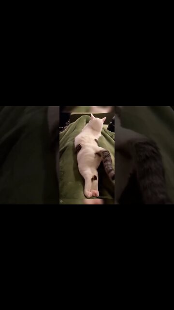 Why does the ￼Cat look so hot 🥵?