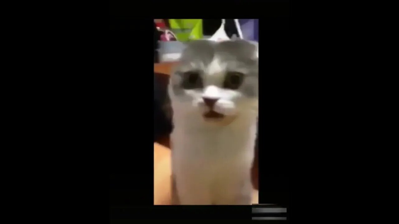 Funny cats video-Amazing pets #6