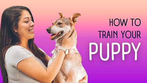 Pampered Pooches: Giving My Dogs a Spa Bath with Royalty-Free Music Giving my dog's A bath while