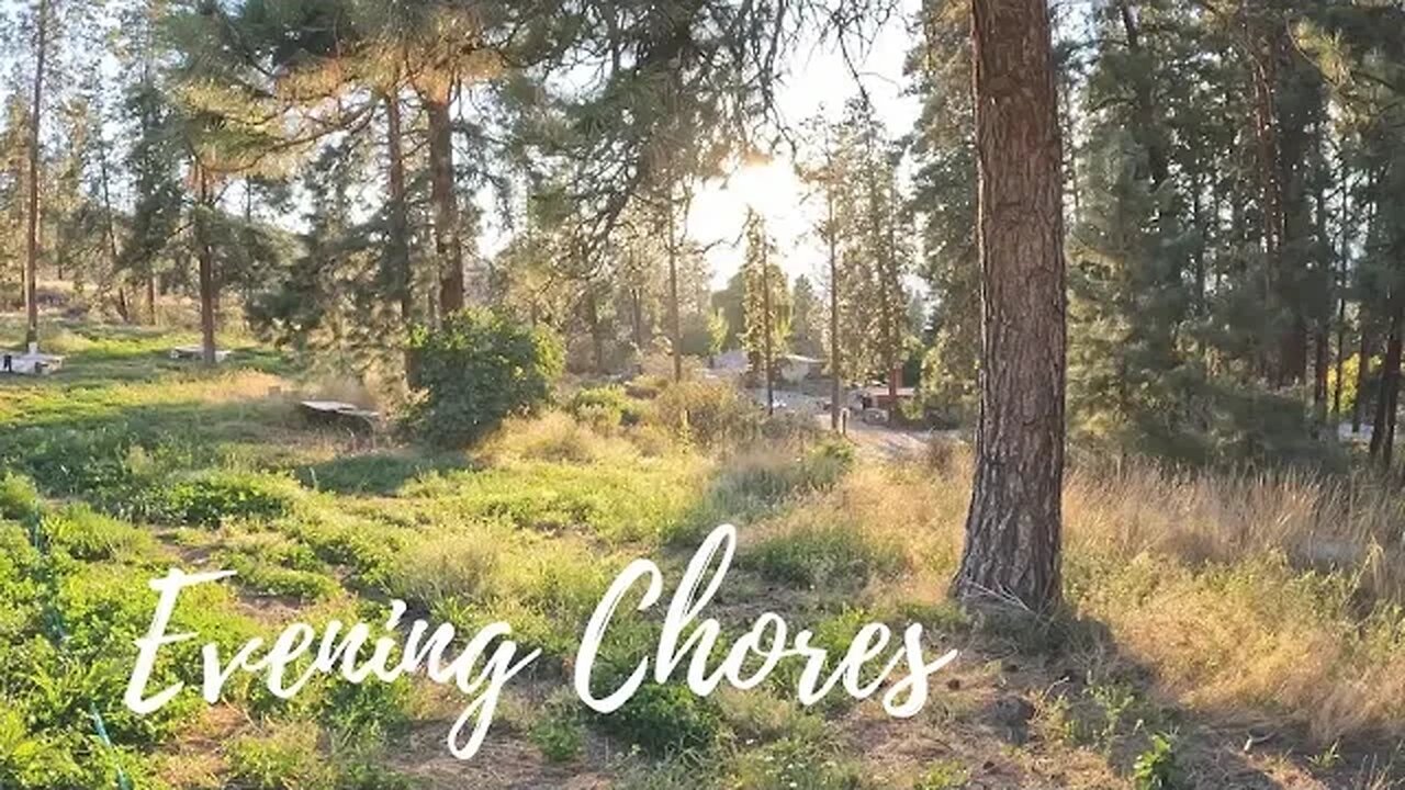 Evening Chores on the Homestead