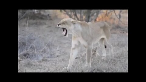 #Lion #cubs playing - #Funny #videos