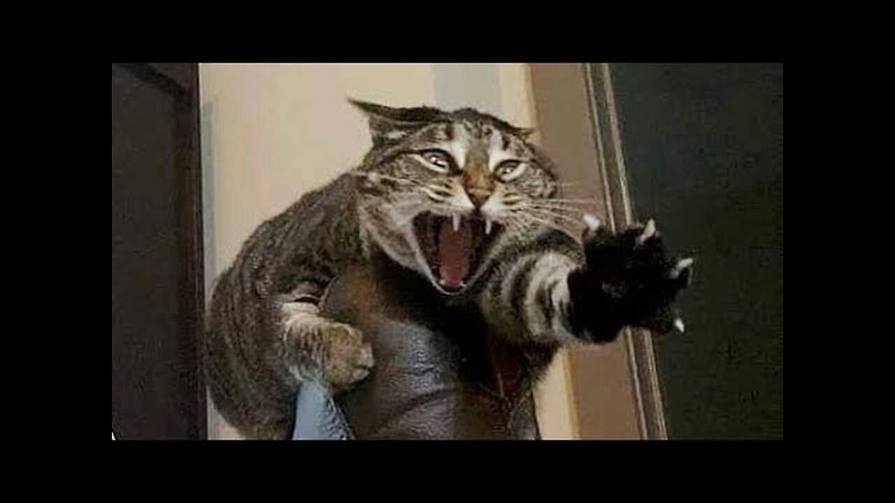 Funny animals - Funny cats dogs - Funny animal videos