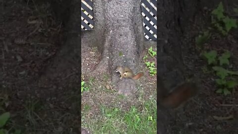 Wild squirrel trying to throw hands