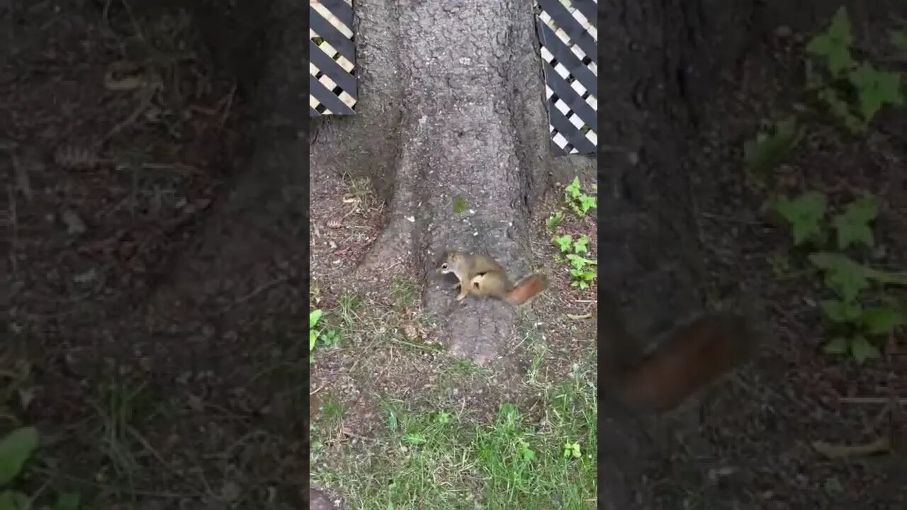 Wild squirrel trying to throw hands