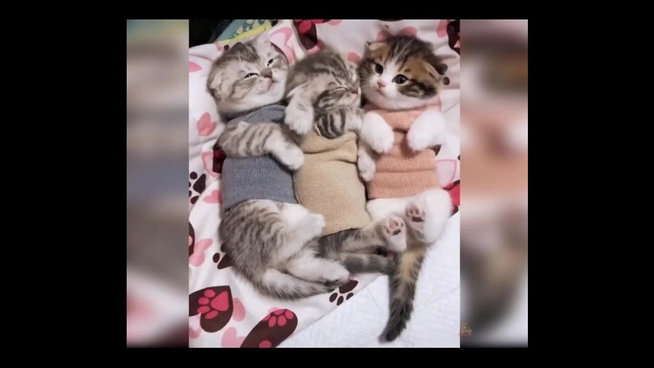 Baby Cats - Cute and Funny Cat Videos