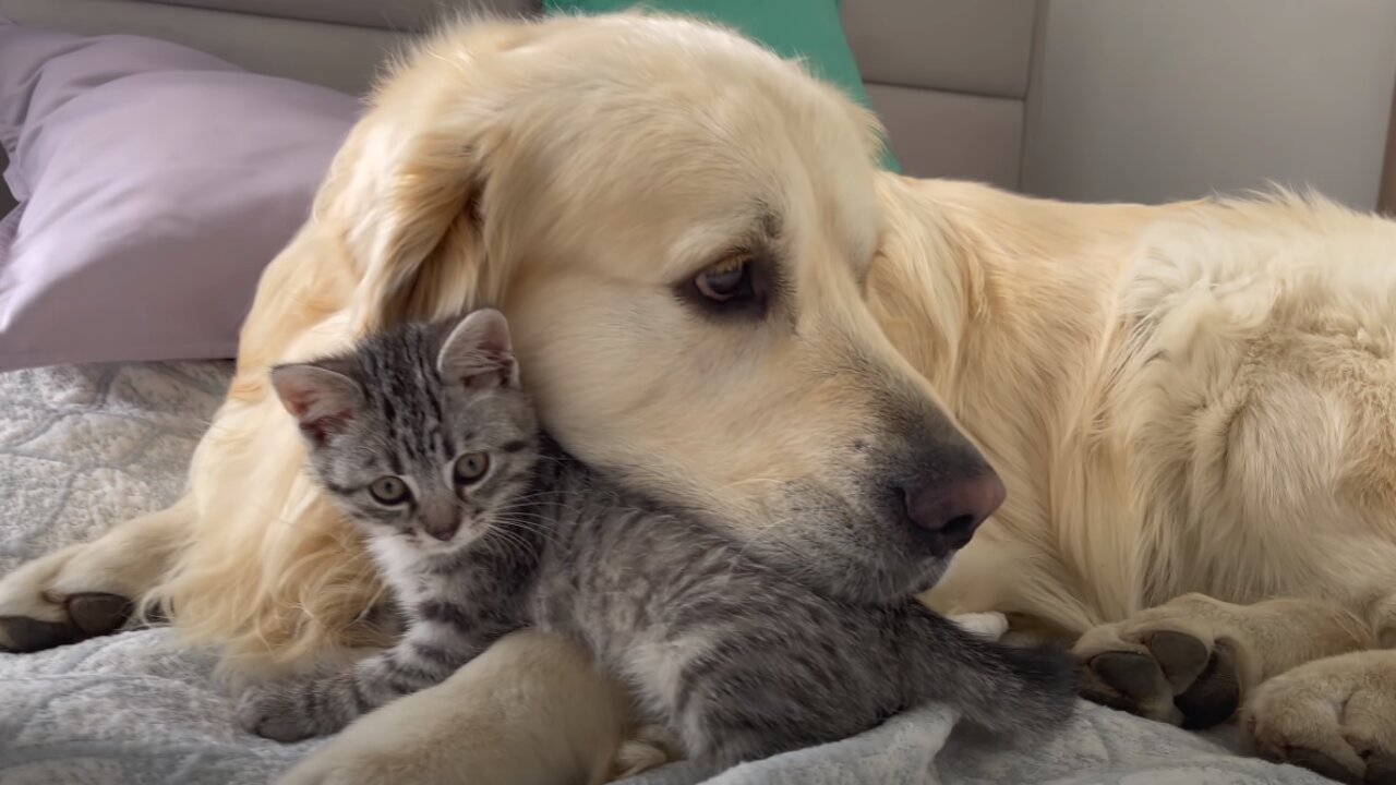 What the friendship of a Golden Retriever and a Baby Kitten looks like