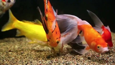 Golden fish video stock footage