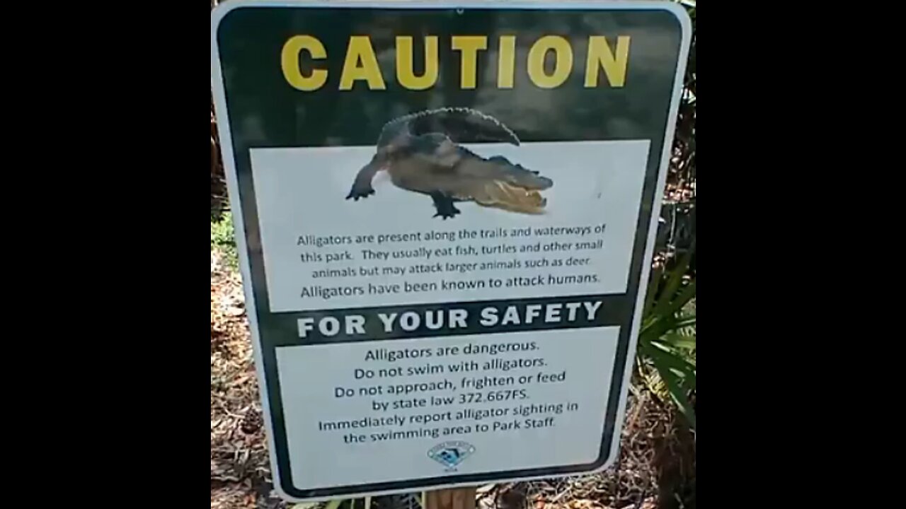 Bass Fishing in Alligator Water