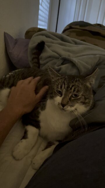 LULU the Tiger- For Harlisa2000