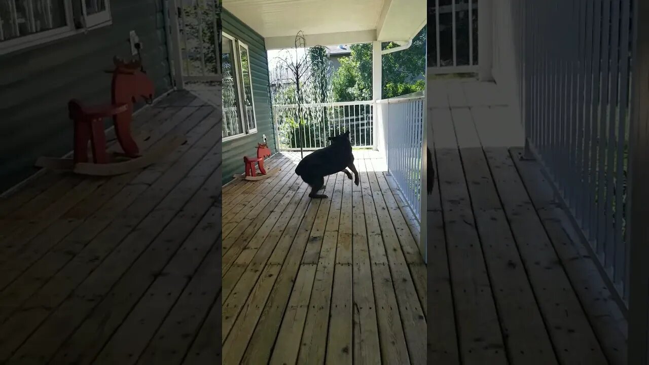 Come On I'm Ready To Play! 😄 #rottweiler #shorts