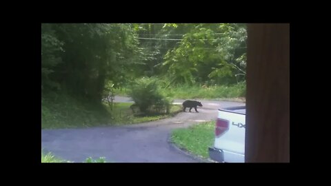 Close encounter with a bear in the Great Smoky Mountains