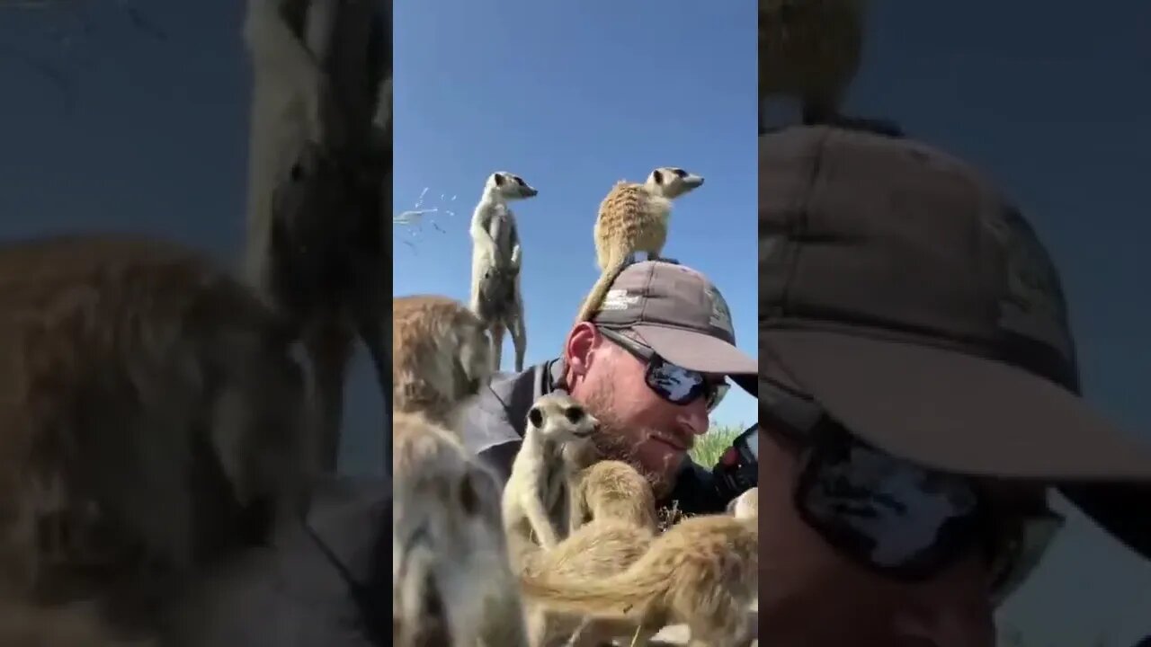 Meerkats use a man as a lookout point #shorts #meerkats #photgraphy