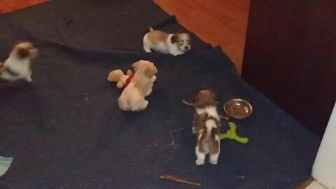 G Litter Having Fun (3/28)(1)