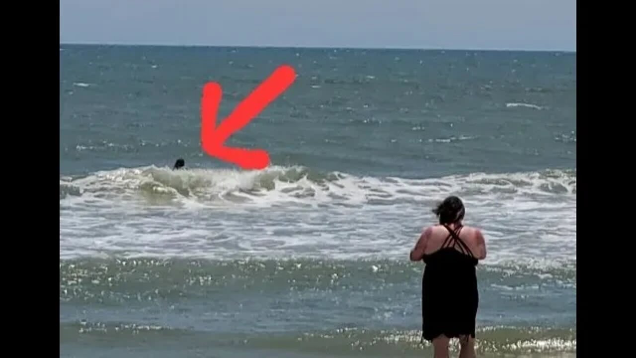 WAS THIS A SHARK