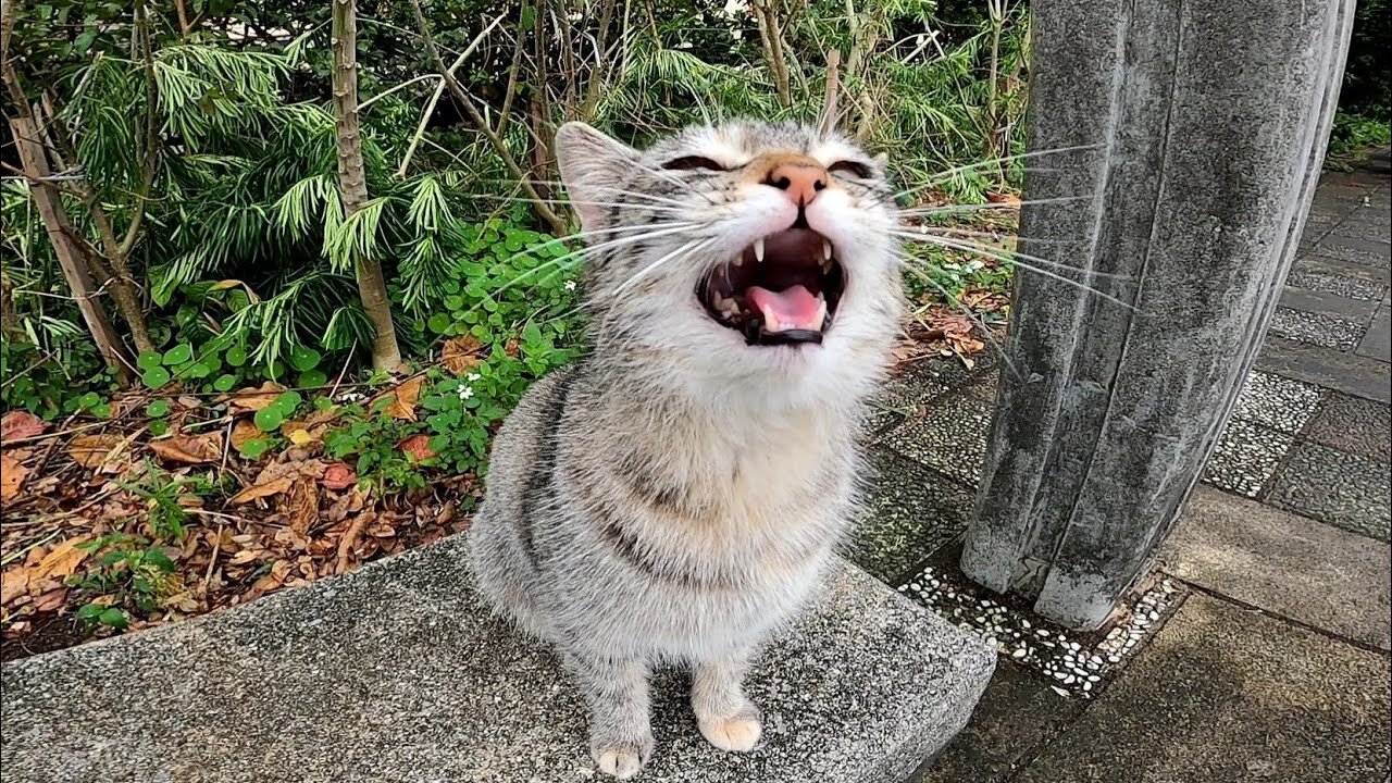 I saw a stray cat in the park, so I approached it and petted it, and it happily sat next to me.