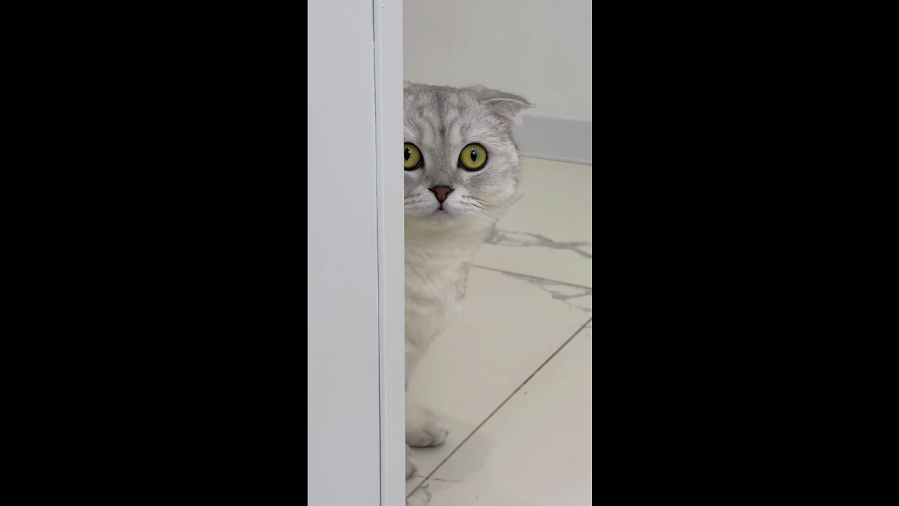 Cute cat is teasing her owner but fails