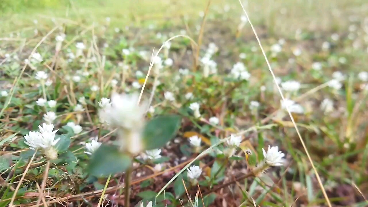 flowers