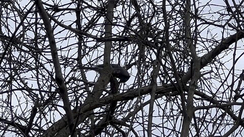 Blue Jay digging into peanut shell